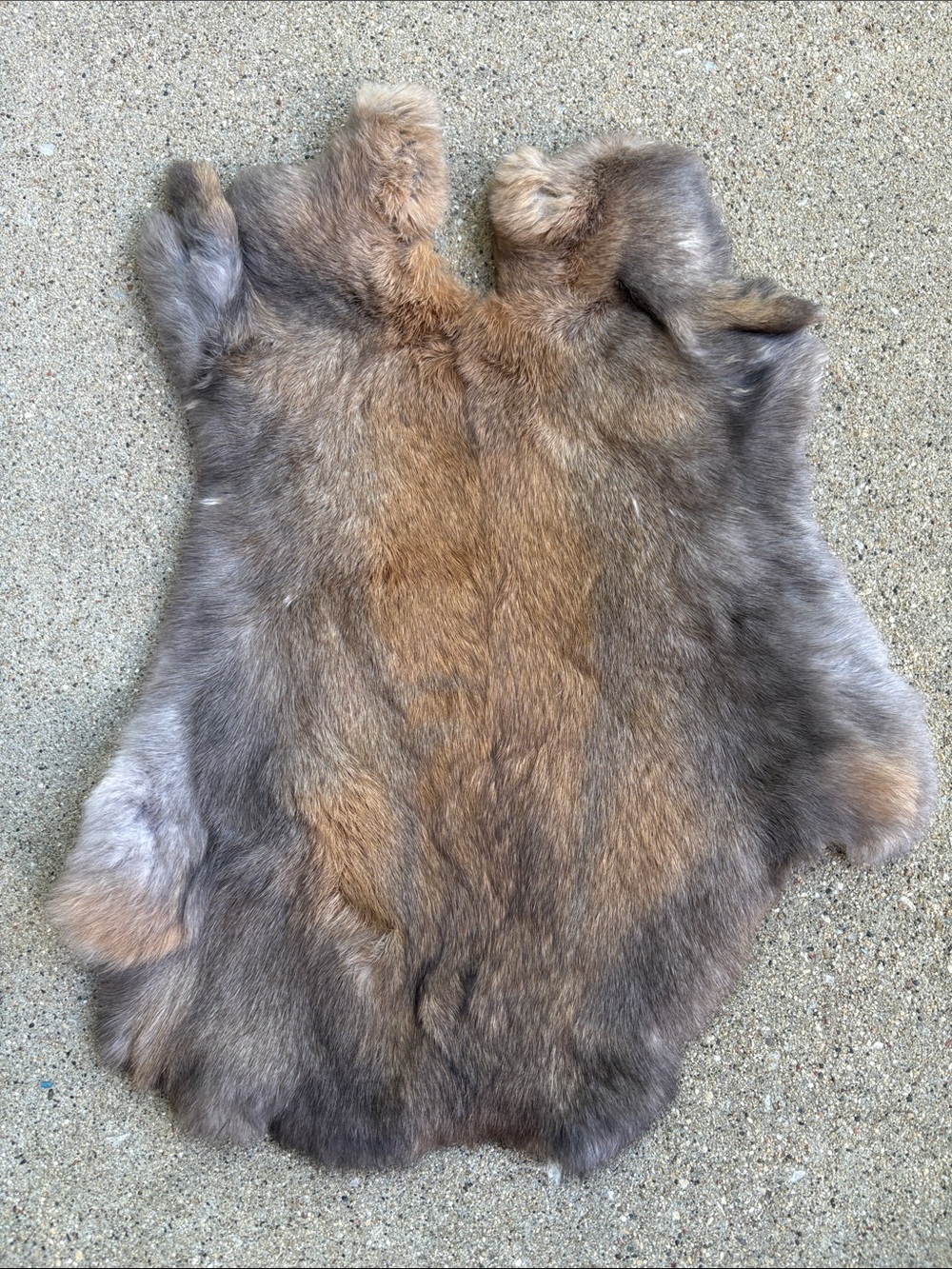 B0173 rabbit pelt